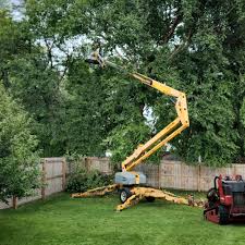 Reliable Lisle, IL Tree Services Solutions