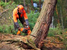 How Our Tree Care Process Works  in  Lisle, IL