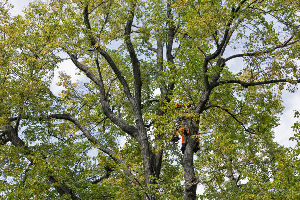 Best Storm Damage Tree Cleanup  in Lisle, IL